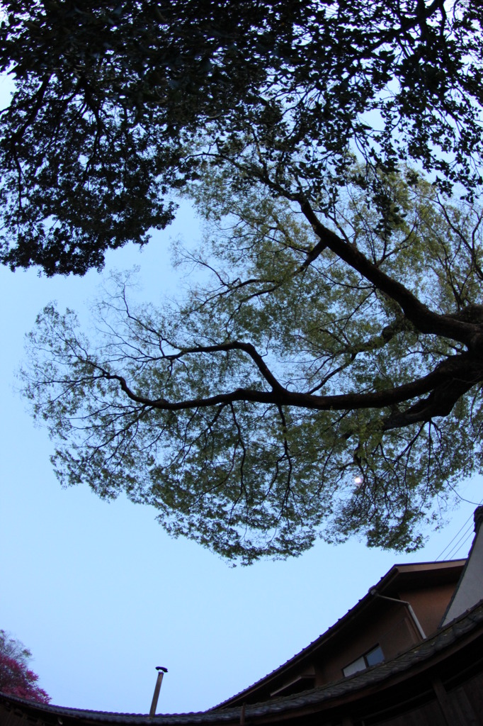 月（魚眼、若草色の心で2）