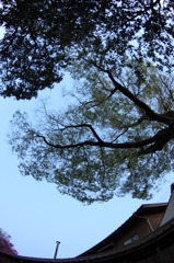 月（魚眼、若草色の心で2）