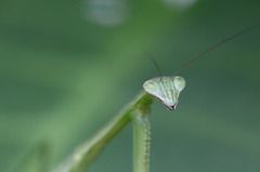 満足したカマキリ