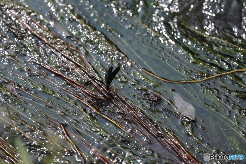 水草に