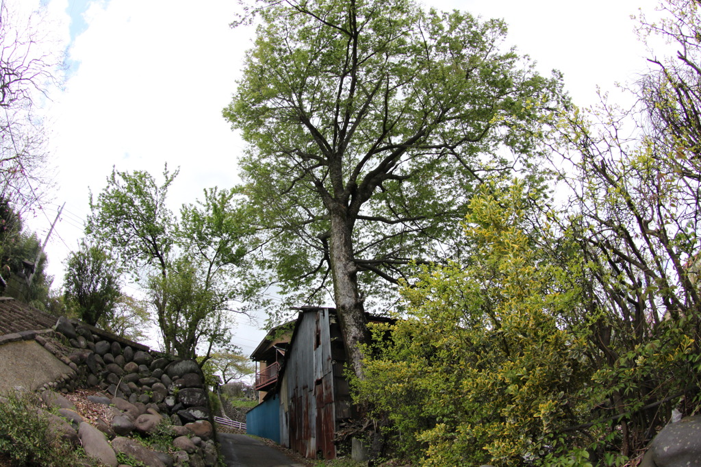 わかれ道にたたずむ木々たち