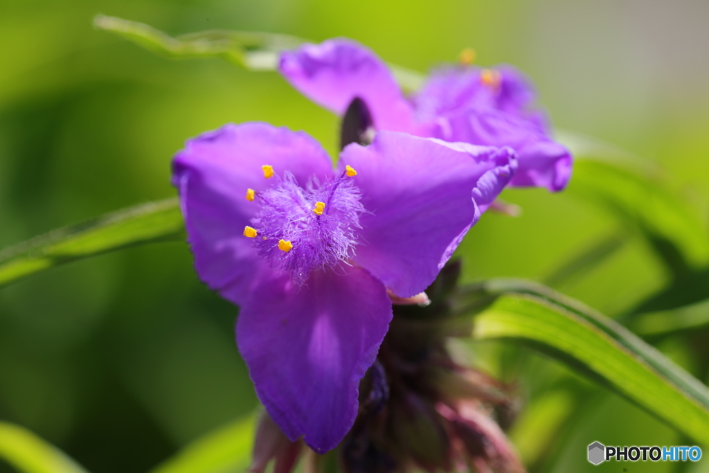 ムラサキツユクサ