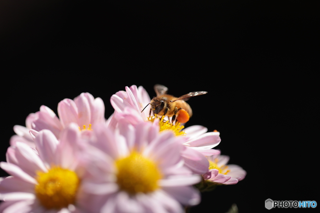 花粉団子バチ