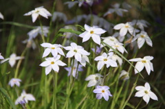 ハナニラの花　1