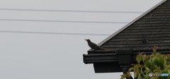にぎやかな