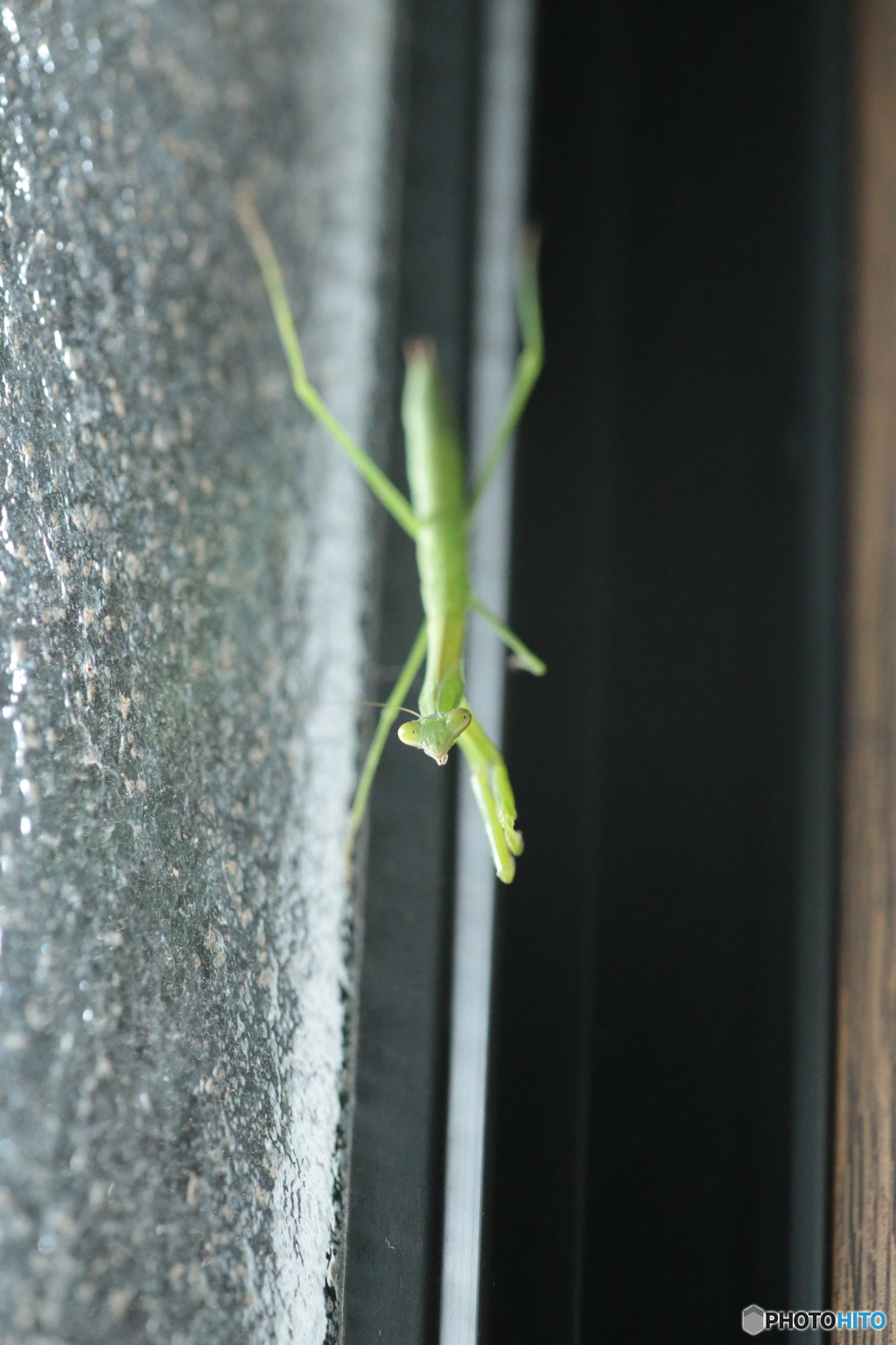 カマキリの不思議②