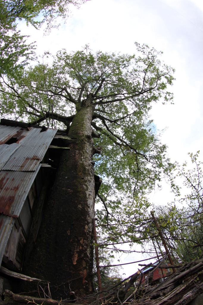 空に向かって　２