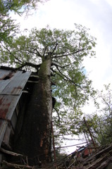 空に向かって　２