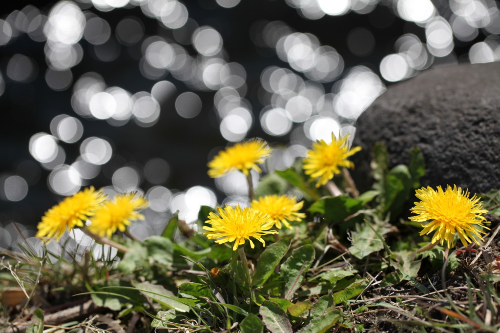 野に咲く花のように