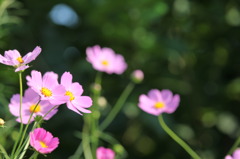 秋桜