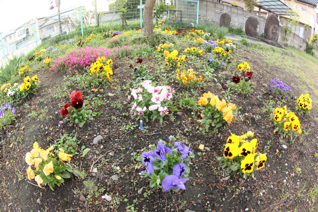 広場の花を10mmで...