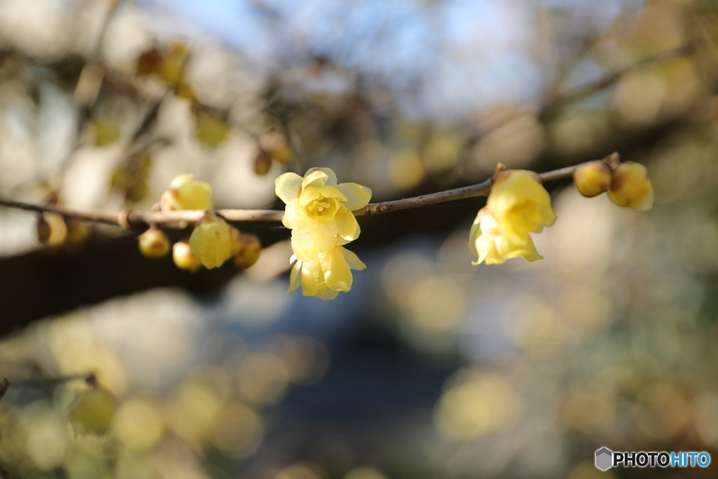 季節の花