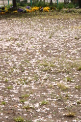 さくらの花３