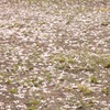 さくらの花３