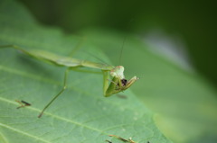 怖い、カマキリ１