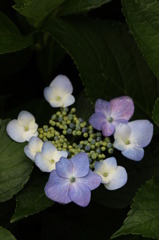 紫陽花のポートレート　3