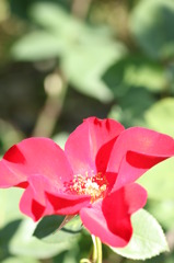 赤いバラ　2