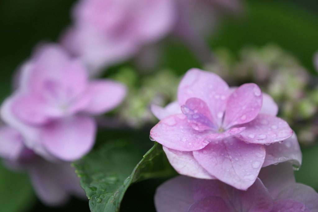 紫陽花のポートレート 6