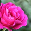 華やかに