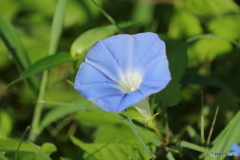 朝顔