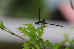 通称 2
