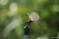 茜のシーズン㉔