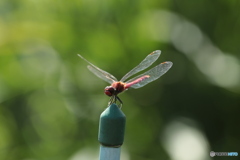 茜のシーズン㉕