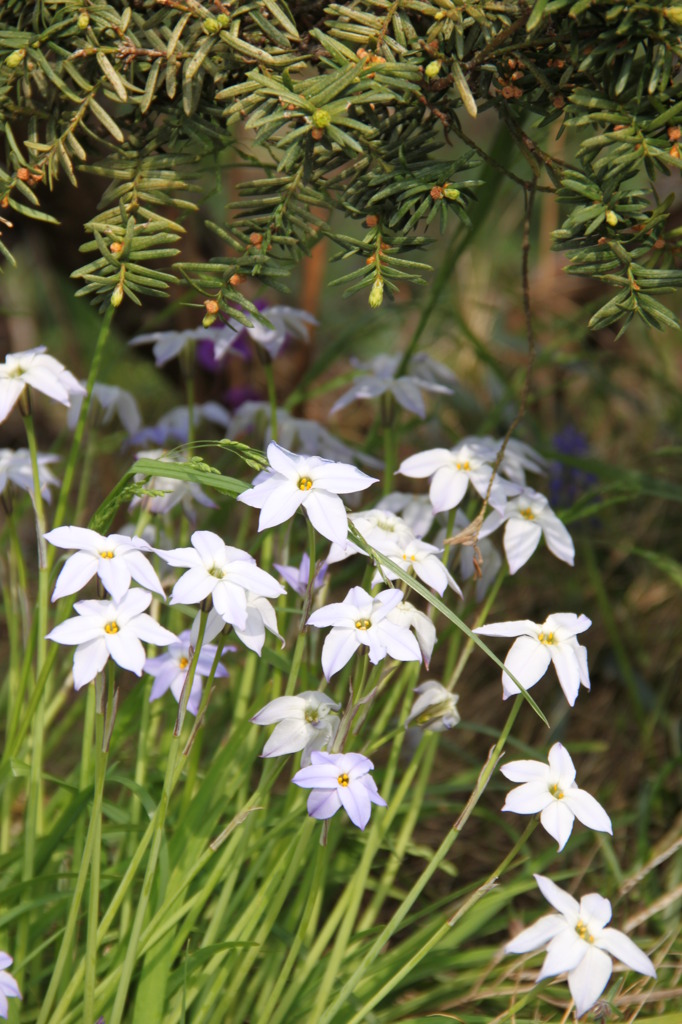 ハナニラの花　2