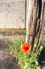 アスファルトに咲いていた花(ひなげし）