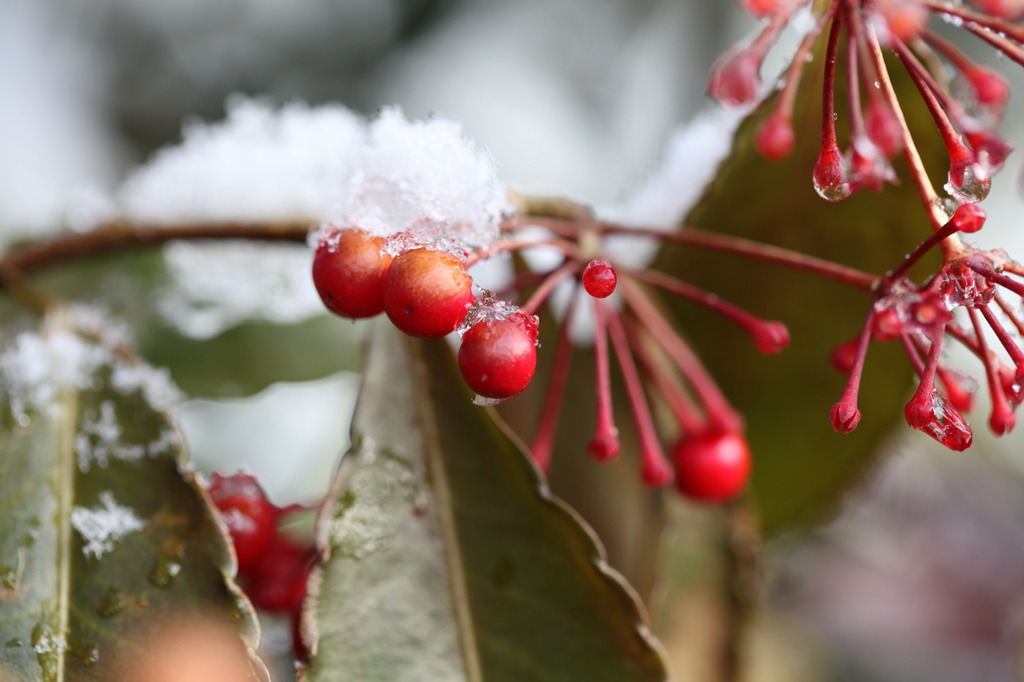 残雪