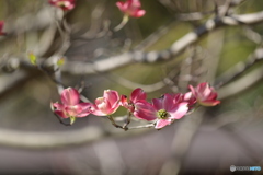 花水木