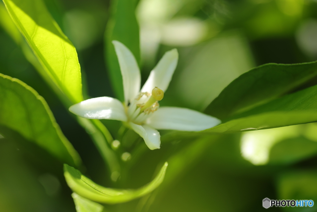 みかんの花