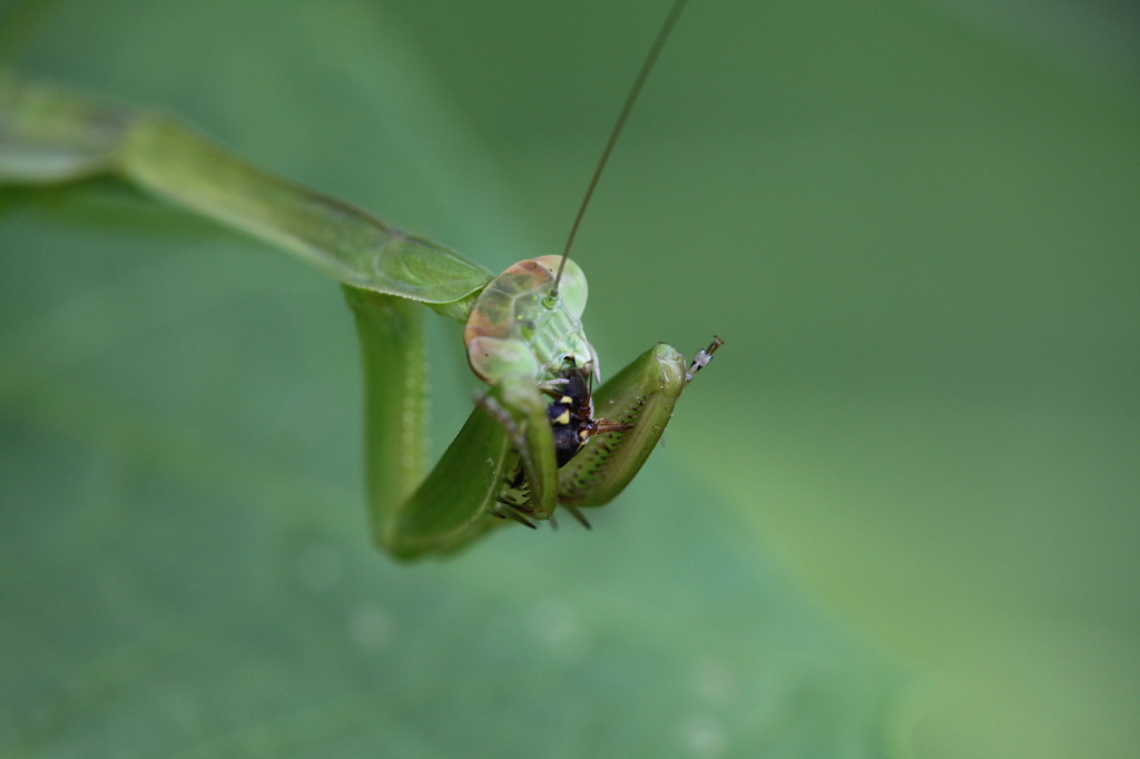 怖いカマキリ2
