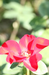 赤いバラ　5