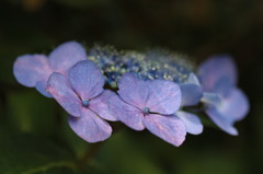 紫陽花のポートレート　1