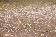 さくらの花１