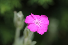 花びら模様