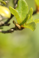 この虫の名前を御存じですか？