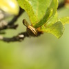 この虫の名前を御存じですか？