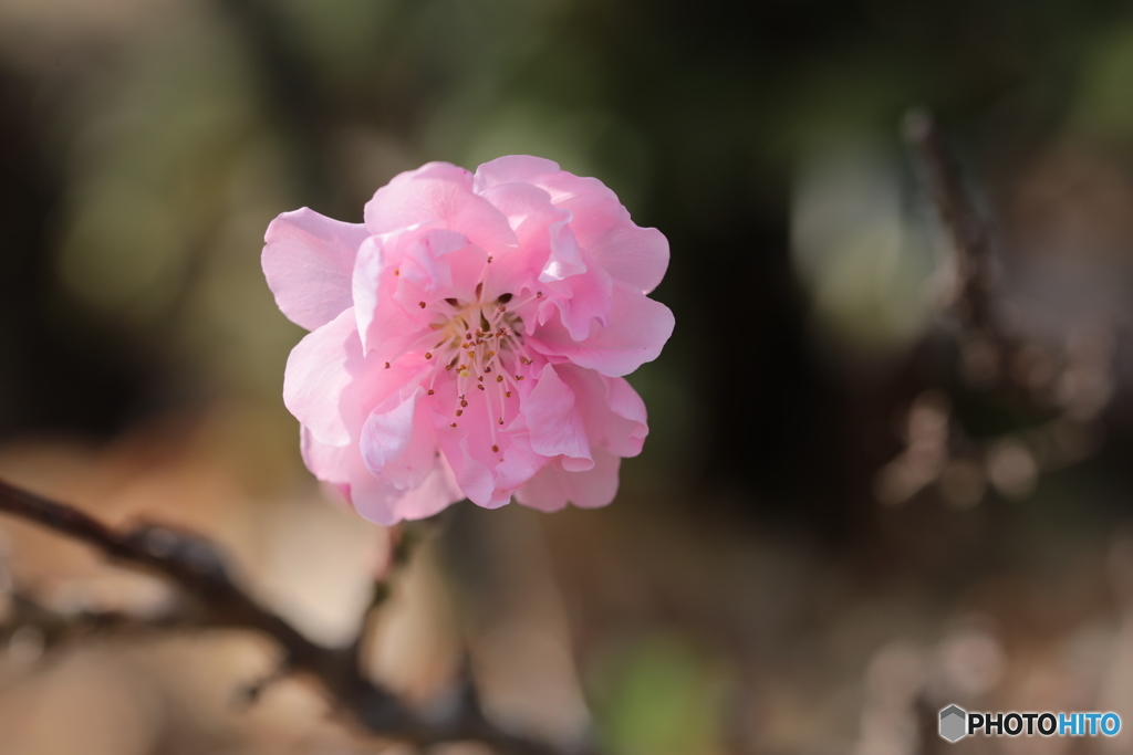 花便り
