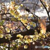 透過して