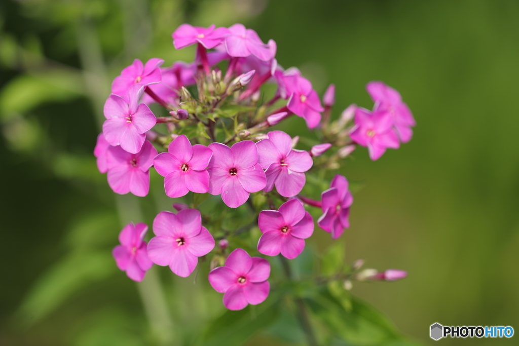 どの花に
