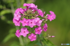 どの花に
