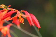 オレンジ色の花