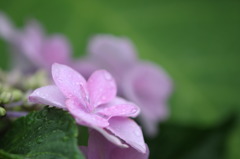紫陽花のポートレート 5