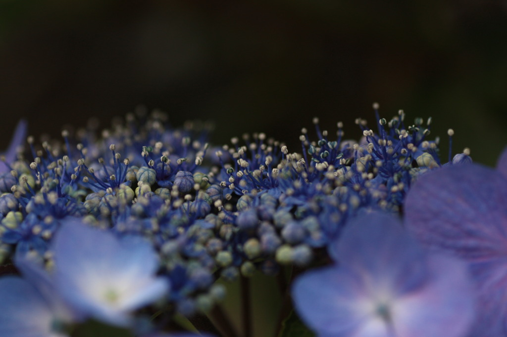 紫陽花のポートレート　2