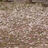 さくらの花２