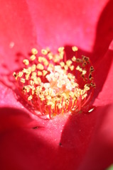 赤いバラ　3
