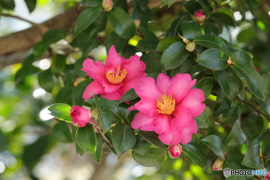 山茶花