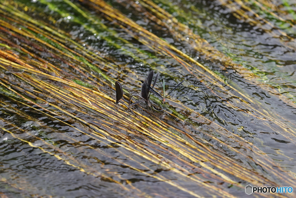 水草の上に②